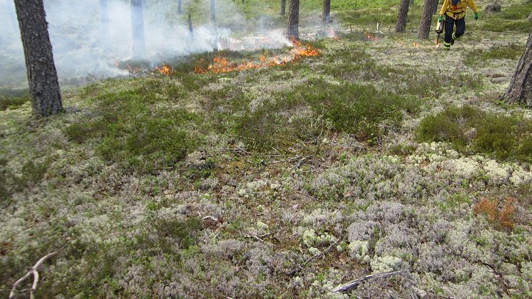 Pressinbjudan: Rapportera från säsongens första skogsbränningar