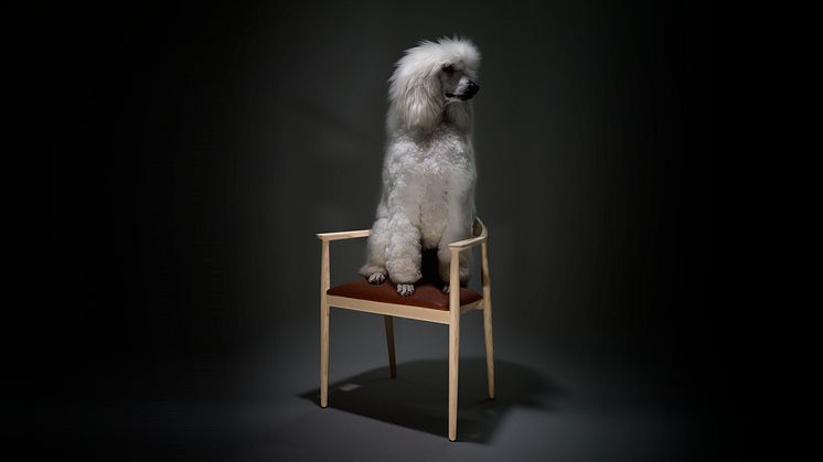 The Seat, Hund Stol 300dpi