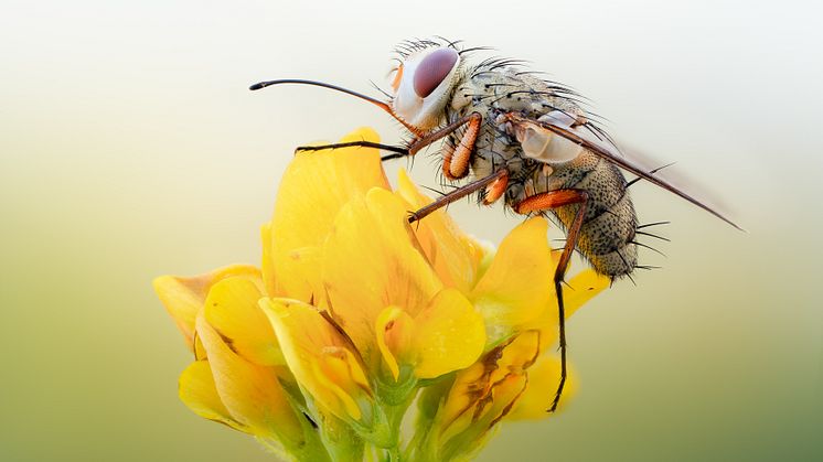 Fluga. Det finns ca 10 300 arter bland tvåvingar (flugor, myggor mfl) i Sverige.