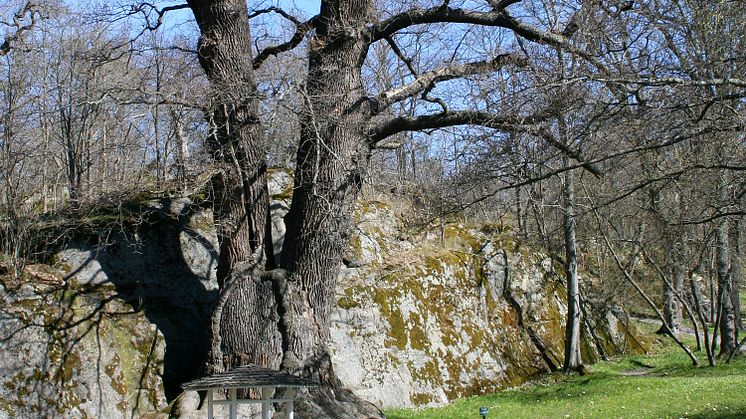 Prins Eugens ek och andra träd