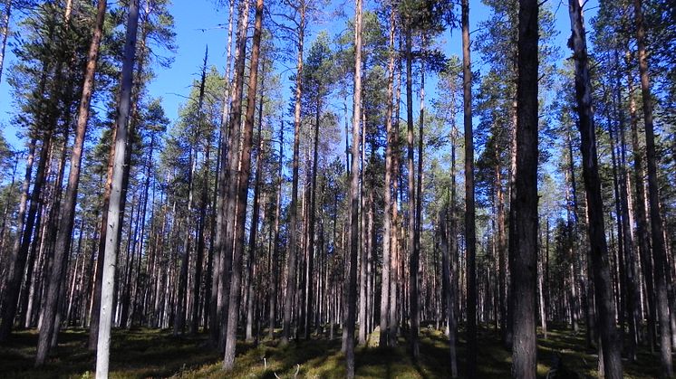 ​Tallskog. Foto: Sonali Ranade