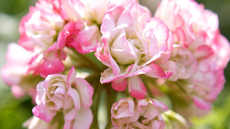 Rosenknoppspelargon ’’Apple Blossom Rosebud’