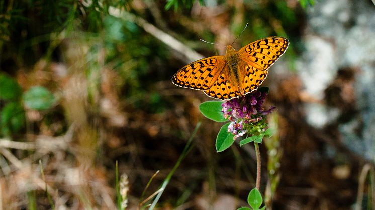 Dark green fritillary (Speyeria aglaja) is a species for which local extinctions have been linked to a warming climate. Photo by Alistair Auffret