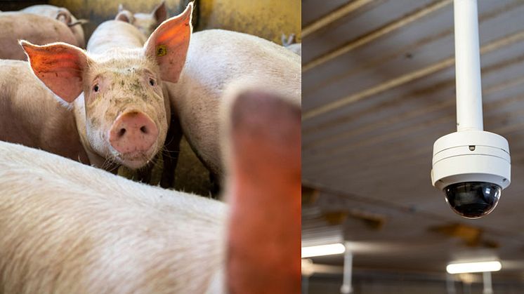 Digital teknik gör att man slipper väga grisar manuellt. Det minskar stressen hos djuren och gör arbetsmiljön säkrare. Med  kamerateknik och självlärande bildbehandling går det att följa djurens tillväxt samtidigt som lönsamheten ökar. Foto: SASSAB.