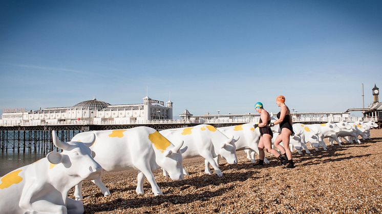 Herd of cows take over Brighton beach for Arla 'Best of Both' campaign