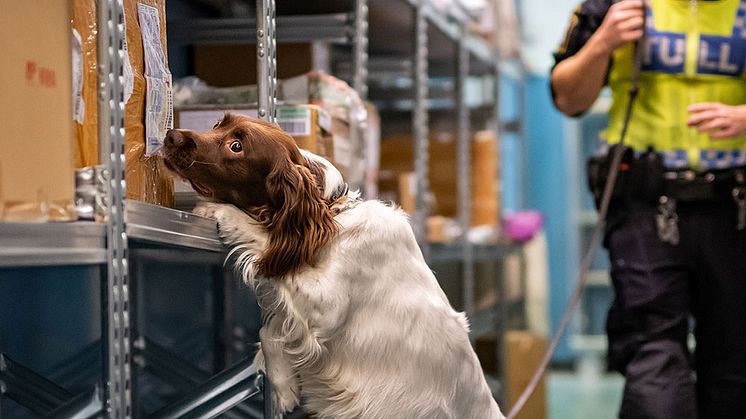 Årets narkotikasökhund Moss tillsammans med sin förare Chritoffer Carlsson. Foto: Lina Kronholm