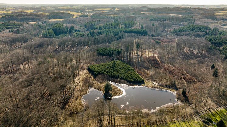 Hesbjerg Skov som den står lige nu. Med tiden vil den 170 hektar store skov vokse sig vild og frodig igen. Foto af Jesper Edvardsen.