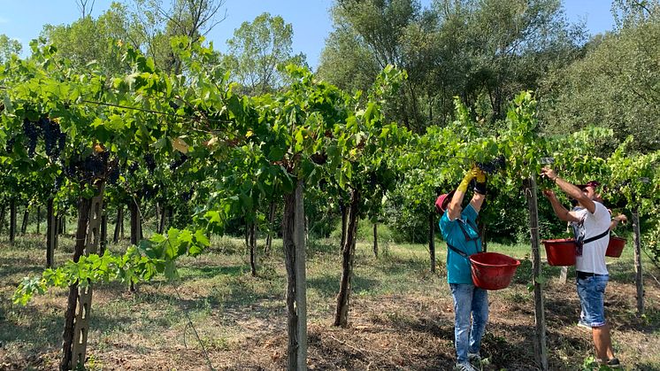  Ekologiska Colle Reale Rosso på Montepulciano är nyhet i juni