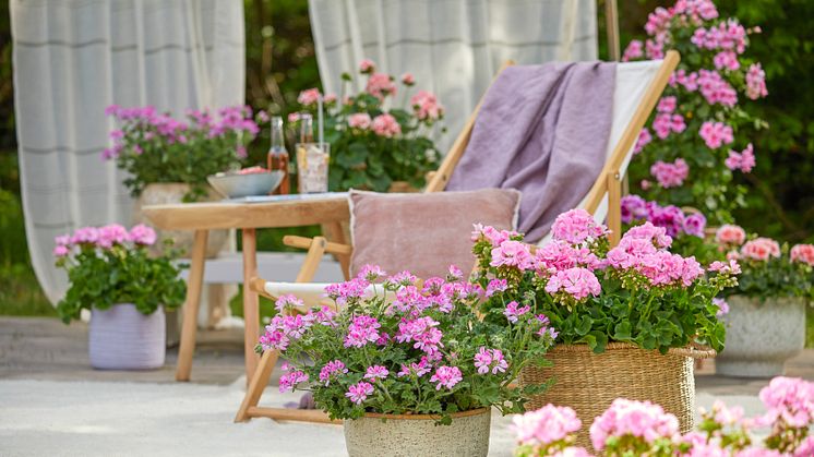 En sommardröm på terrassen med pelargoner. Foto: Blomsterfrämjandet/Pelargonium for Europe