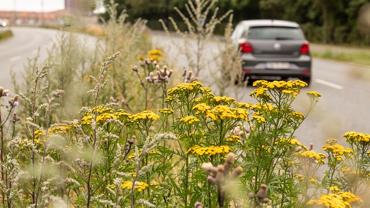 Ny støjsvag asfalt og plads til biodiversitet 