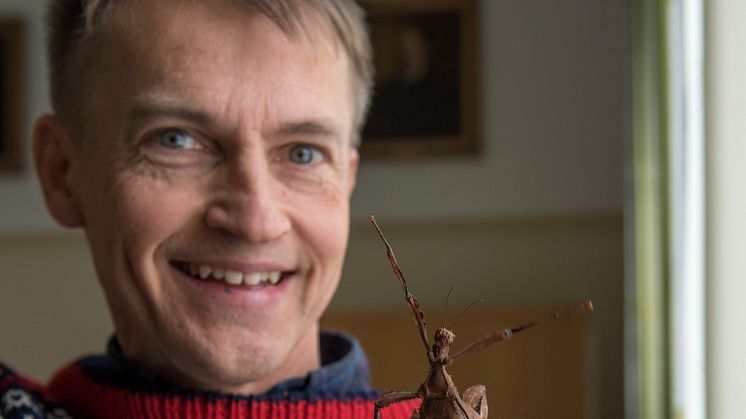 Fredrik Ronquist, här med en vandrande pinne, vid Naturhistoriska riksmuseet ska leda arbetet att kartlägga Sveriges insekter med den senaste DNA-tekniken. 