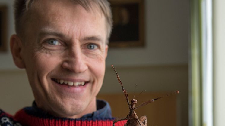 Professor Fredrik Ronquist med en vandrande pinne. Foto: Bengt Olofsson, Naturhistoriska riksmuseet