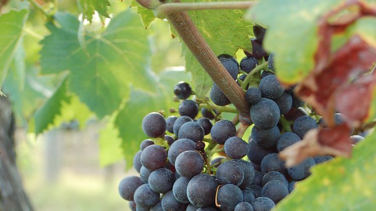 Hur kan branschen vin och fermenterade drycker utvecklas i Sverige?