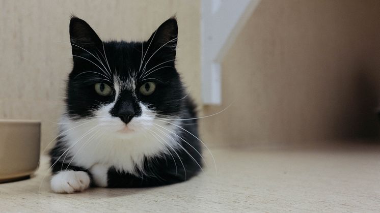 Hilma bor på Mjaus katthem för hemlösa katter, Tassalyckan. Fotograf: Mjau/Viktor Ragnemar