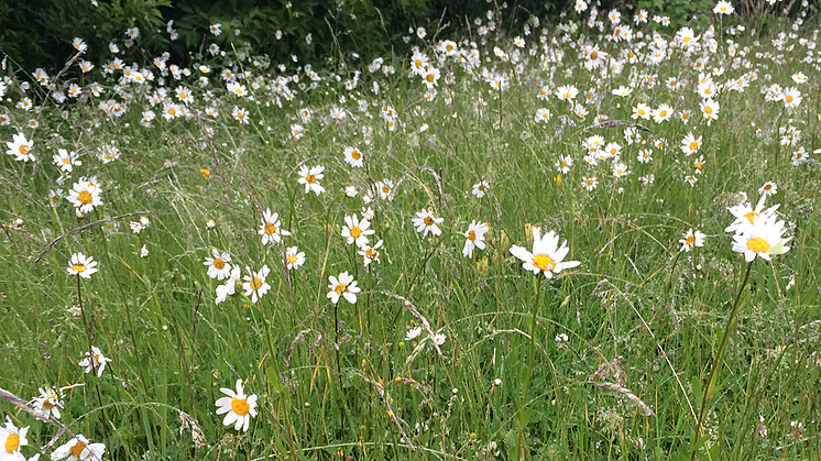 När vi låter bli att klippa våra gräsytor och låter dem gå i blom, så gynnas till exempel blomsökande pollinatörer som humlor, fjärilar och solitärbin.