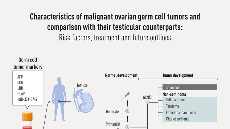 Germ cell tumours, characteristics