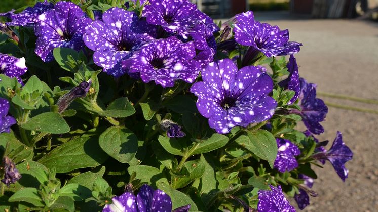 Petunia x hybrida ’Night Sky’ är en av alla spännande nyheter sommaren 2016