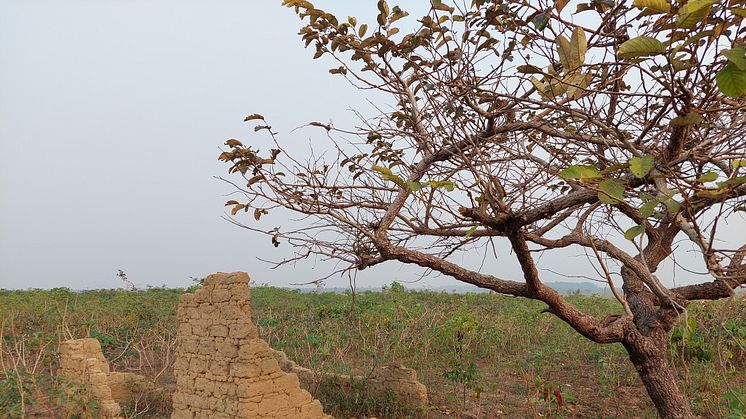 Ruins of a mud brick structure near the town of Lusanga along the Kwilu River. Photo: Peter Coutros, Ghent University