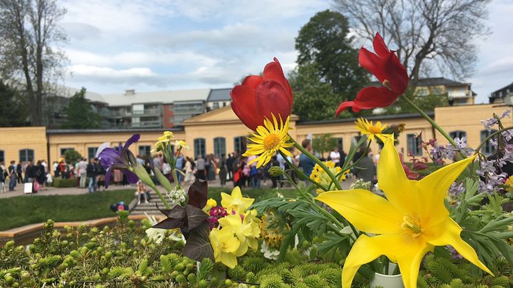 Linnés trädgårdsfest 2018. Foto: Gisella Bengtsson