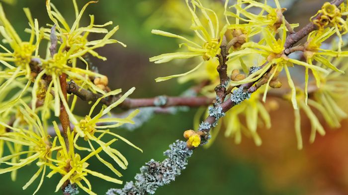 Was ist eigentlich Hamamelis?