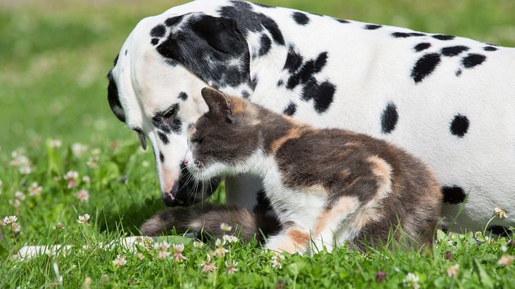 Så blir hunden och katten vänner