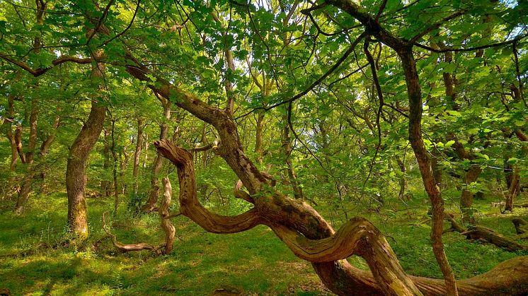 Et af Rune Engelbreth Larsen  mange flotte naturbilleder af skov med plads til krogede træer. Hald Egeskov, juni (foto © Rune Engelbreth Larsen)