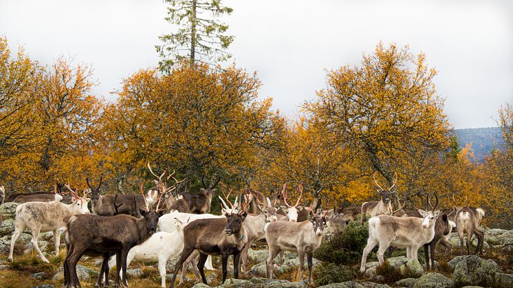 Ökat besökstryck och minskad nedskräpning i Härjedalen under den gånga sommaren. Bild: Emma Edejern