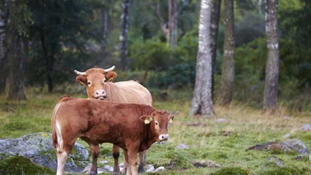 Sommarens torka i Sverige har slagit hårt mot skördarna och djurbetet i hela landet. Här är 5 tips på vad du som konsument kan göra för de svenska bönderna och svensk livsmedelsproduktion.