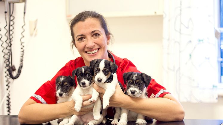 Djurens hjältar veterinären Marie bloggar om första hjälpen. 