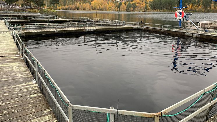 Investeringsstödet har bidragit till att stärka tillväxten hos företag inom både vattenbruket och beredningsindustrin. Foto:  Veronica Andrén.