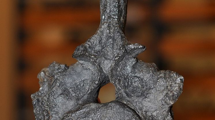Original fossil of the New Zealand nothosaur vertebra