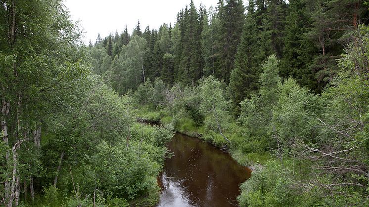 Grundvattnet visar naturvården var skogsbäckarnas artrikedom är störst