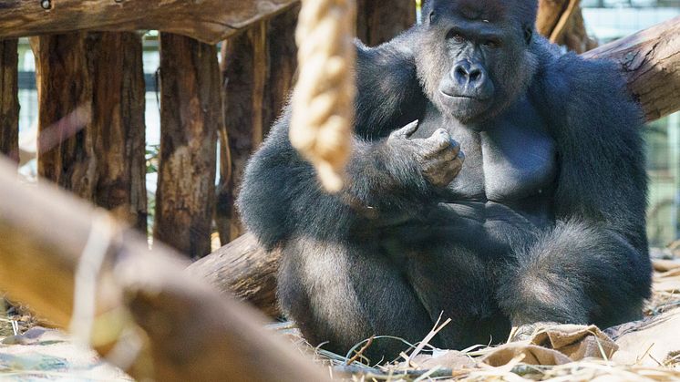 Kiburi in Gorilla Kingdom at ZSL London Zoo (c) ZSL DHL (2)