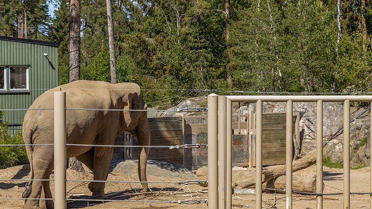 Elefant i Kolmårdens djurpark. Foto: Tom Svensson/World Animal Protection