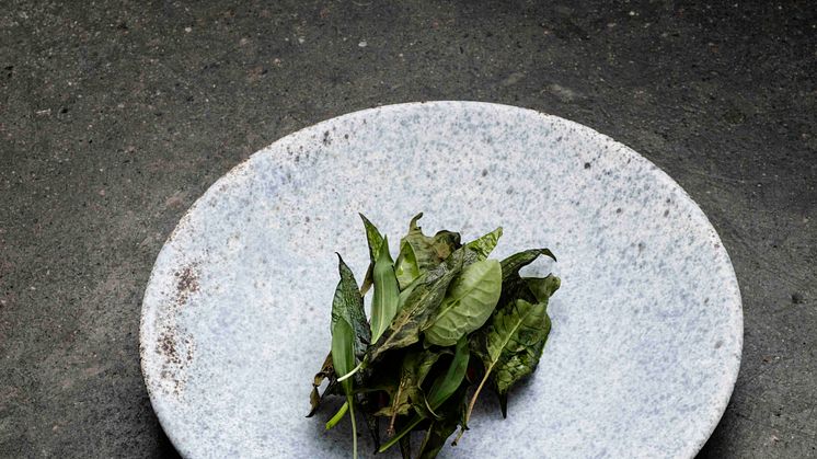 Relæ Trout and dried ramson leaves