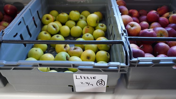 På SLUs försöksstation Balsgård bedrivs i dag strategisk och tillämpad forskning samt utvecklingsarbete inom genetik och växtförädling med särskilt fokus på frukter och bär. (Foto: Annamia Olvmyr, SLU)