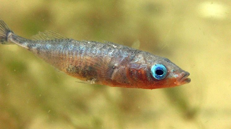 En storspigg (Gasterosteus aculeatus). Hane i lekdräkt. Hannen vaktar omsorgsfullt sina yngel och dör ofta när det arbetet är klart. Foto: Joakim Hansen/Azote