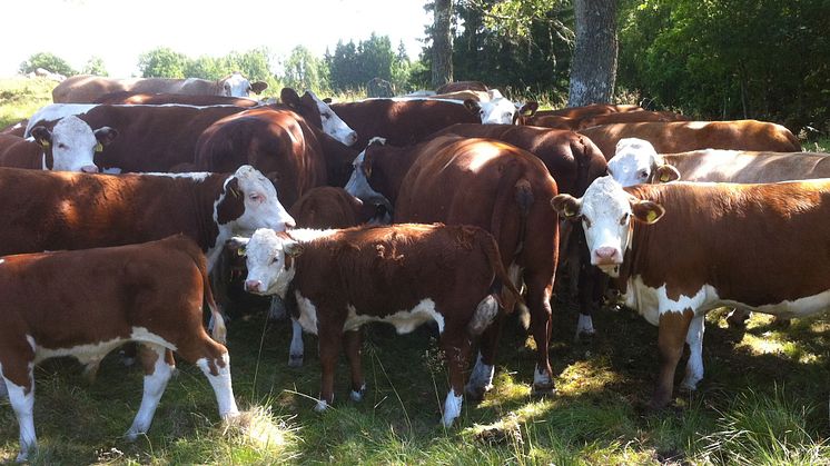 Effektiv animalieproduktion i Sverige med friska djur i ett förändrat klimat