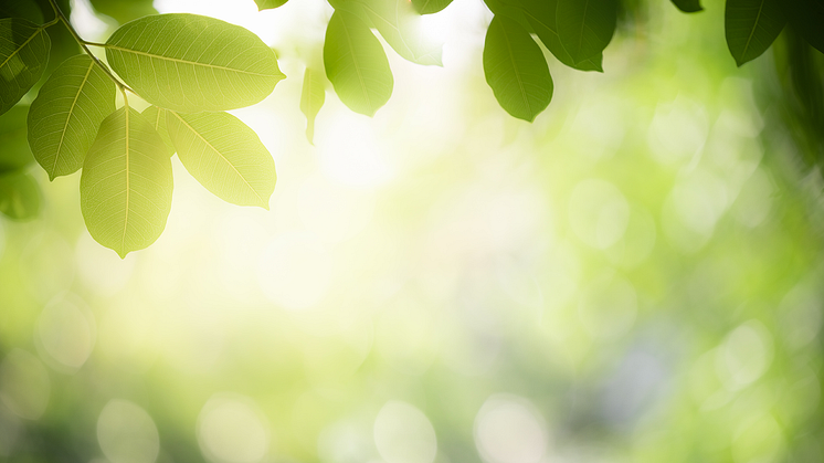 Gips – det klimatsmarta valet