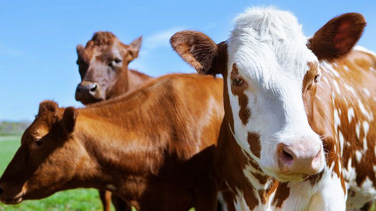 Torka orsakar foderbrist för djur – nu möjliggör Länsstyrelsen tidigare skörd