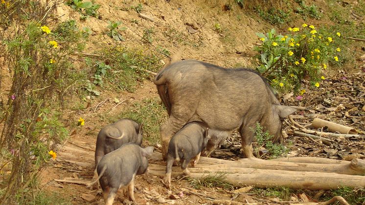 Nya foderråd för småjordbrukare med grisar i Laos
