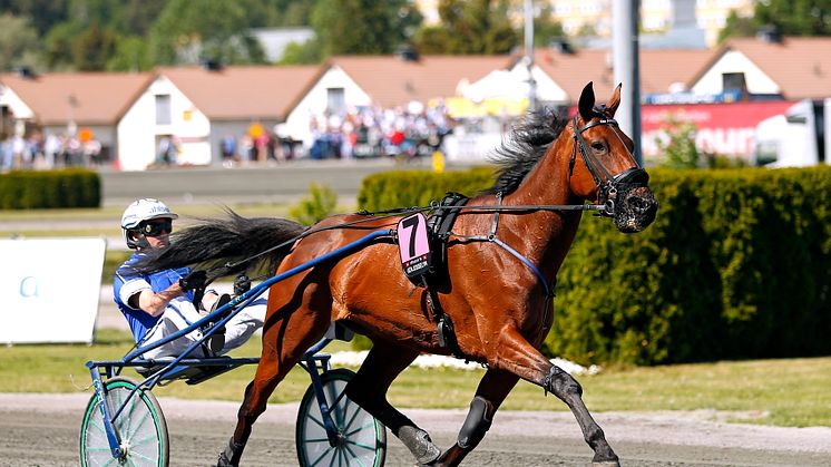 Uza Josselyn inför Elitloppet 2018. Foto: Maria Holmén/TR Bild