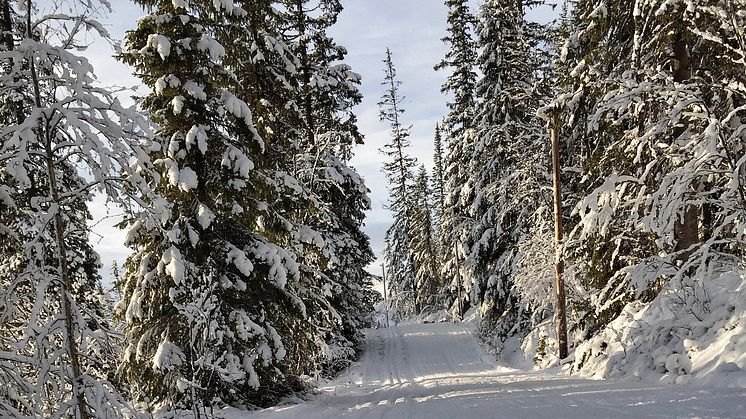 SM i Skidorientering i Vemdalen 