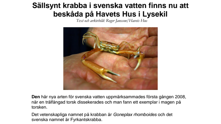 Sällsynt krabba i svenska vatten finns nu att beskåda på Havets Hus i Lysekil