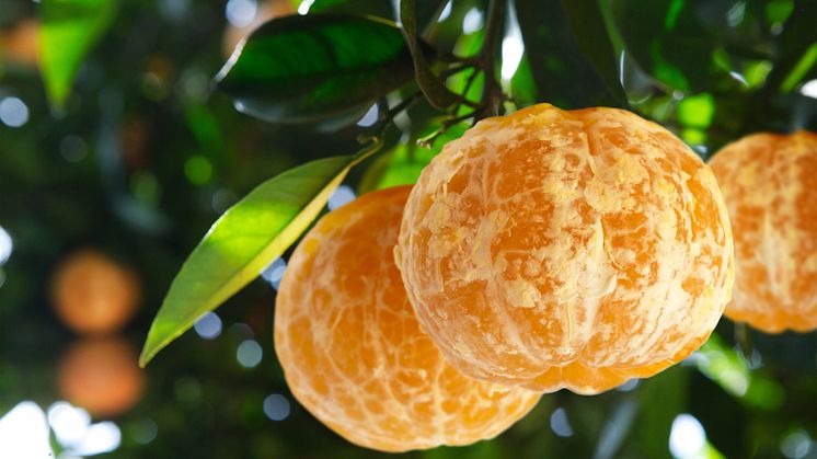 Världspremiär: skalfria apelsiner
