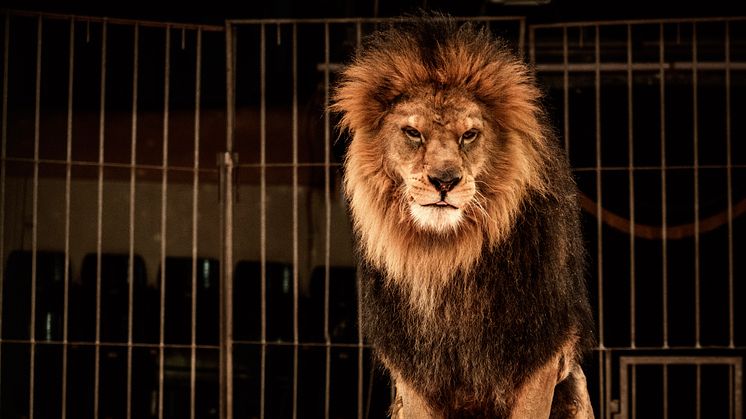 In defence of Britain's last lion tamer 