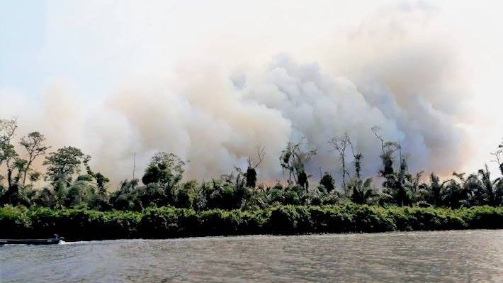 Desværre rummer skoven også mange illegale nybyggere, som ulovligt afbrænder skovarealer med henblik på landbrug.Foto: Onda Local /Mongabay 