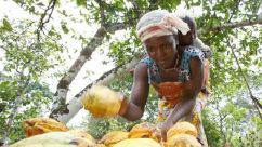 Nestlés KITKAT hjälper världens kakaoodlare genom ”The Cocoa Plan”