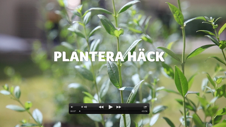 Film - Så här planterar du häckplantor