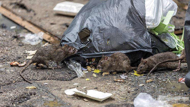 Råttorna har erövrat Göteborg – skaffa dig ett taktiskt övertag